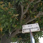 Bouganvillea - Mare E Tranquillita *