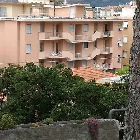 Bouganvillea Bordighera