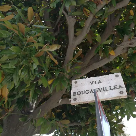 Bouganvillea - Mare E Tranquillita *
